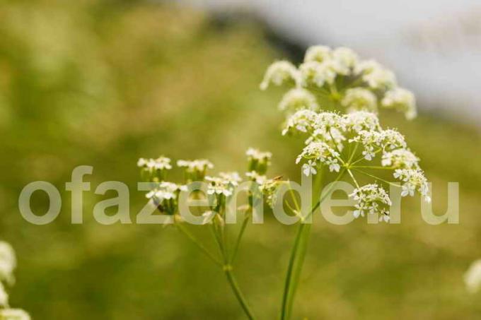 Caraway seeds for your garden: types, description and properties