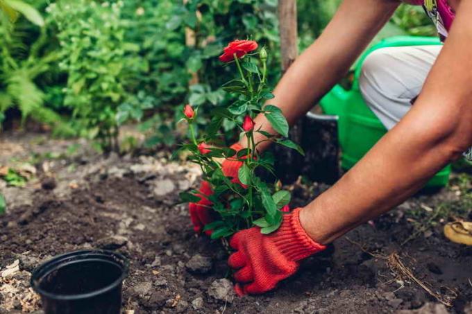 How to plant roses beginners