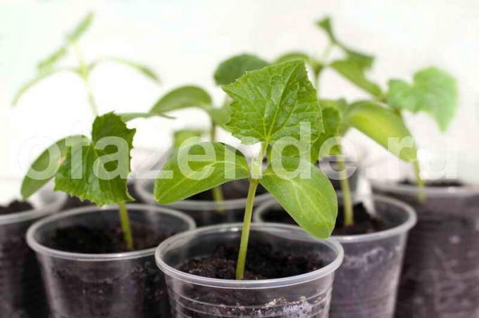 Seedlings cucumbers. Illustration for an article is used for a standard license © ofazende.ru