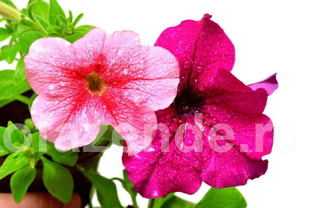 Petunias. Illustration for an article is used for a standard license © ofazende.ru