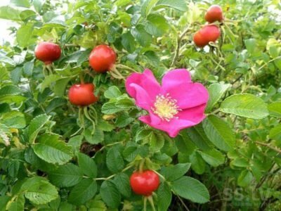 Rosa rugosa in all its glory