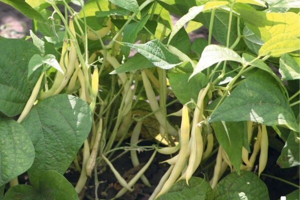 The secrets of growing beans in the garden, with which you can get a good harvest