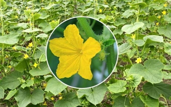 Cucumbers. How to avoid the barren flowers?