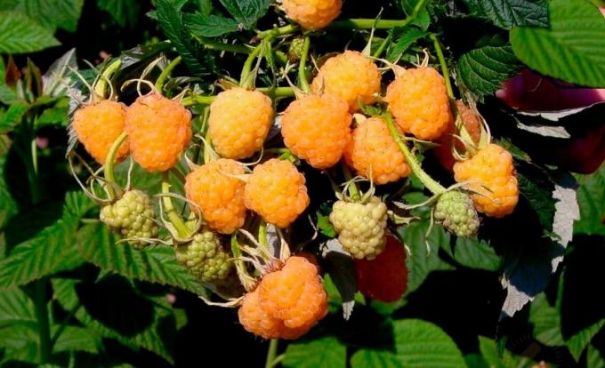 Yellow raspberries. Features varieties and cultivation
