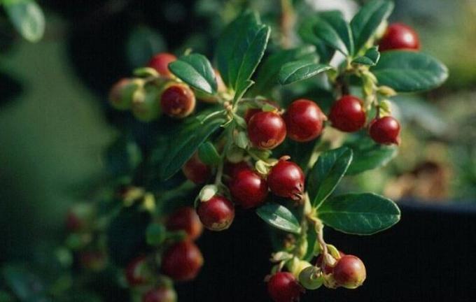 The best feeding for lingonberry, blueberry, cranberry and other ericaceous
