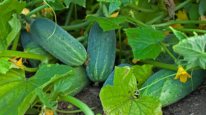 I never thought that dressing cucumbers in August so long prolong their fruiting (long had to do so)