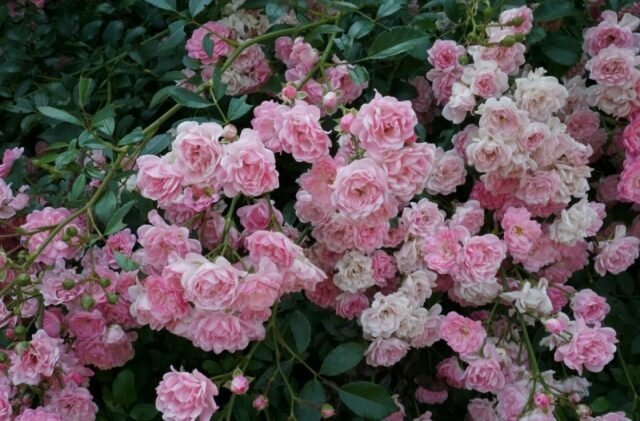Groundcover roses bloom on shoots of different ages