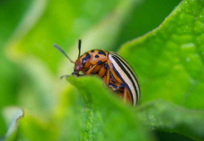 Colorado potato beetle on potato leaves. Illustration for an article is used for a standard license © ofazende.ru