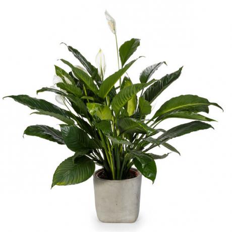 Spathiphyllum leaves are very beautiful! Even without flowers