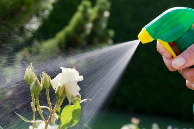 How to fertilize roses in the spring and summer to the lush flowering