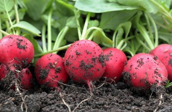 How to grow radishes in the garden and have a good harvest