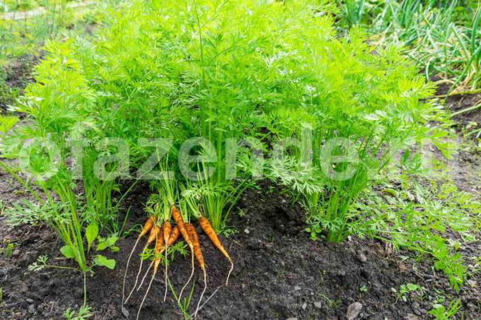 Growing carrots. Illustration for an article is used for a standard license © ofazende.ru