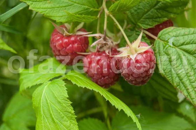 Caring for raspberries. Illustration for an article is used for a standard license © ofazende.ru