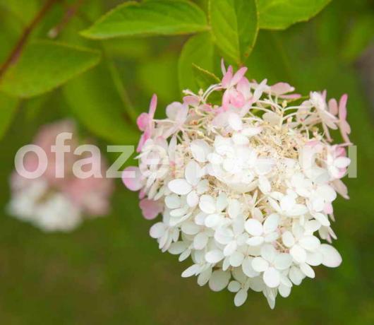 Hydrangea paniculata. Illustration for an article is used for a standard license © ofazende.ru
