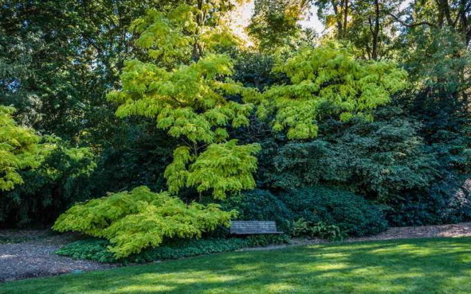 The picturesque group of shrubs: Tips gardeners