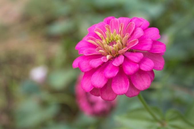 We grow zinnias: five reasons for the popularity of flowers