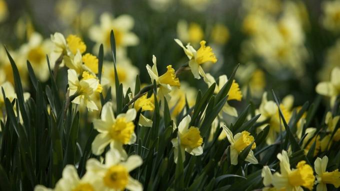 Why are your favorite daffodils do not bloom and grow poorly: 5 good reasons!