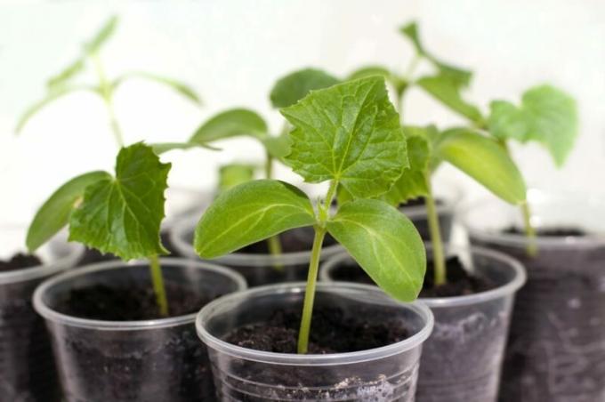 On the balcony, especially in winter, it is advisable to grow cucumbers self-pollinating varieties. Illustration for an article is used for a standard license © ofazende.ru