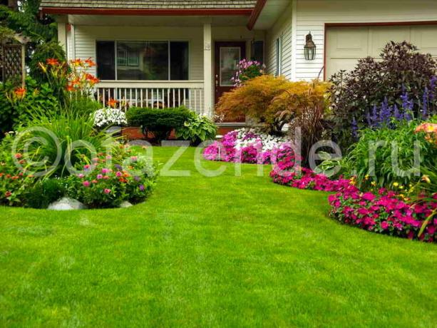 Blooming lawn in front of the house with his own hands: Tips gardeners