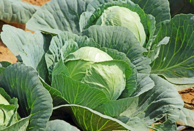 When to harvest cabbage from the garden? How to store cabbage in winter?