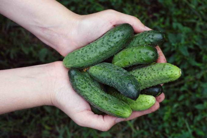 Secrets yield crunchy cucumber