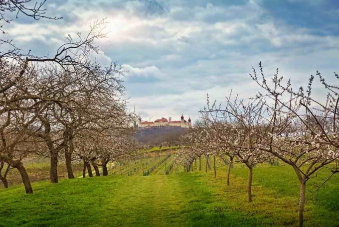 Apricot orchard. Illustration for an article is used for a standard license © ofazende.ru