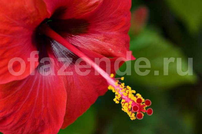 Hibiscus (China rose) does not bloom, or give just a couple of buds. As just help her!