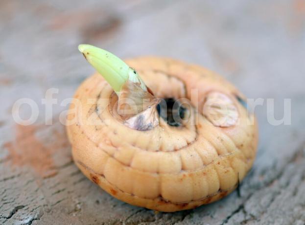 How to cut a bulb of a gladiolus