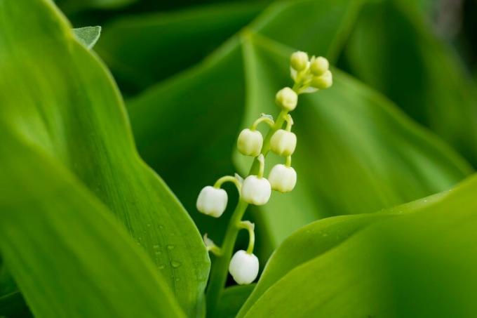 Lily of the valley in the area. Illustration for an article is used for a standard license © ofazende.ru