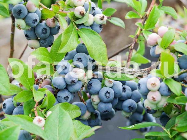 Planting blueberry garden care and especially on the plot