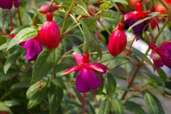 The set with crimson flowers sepals