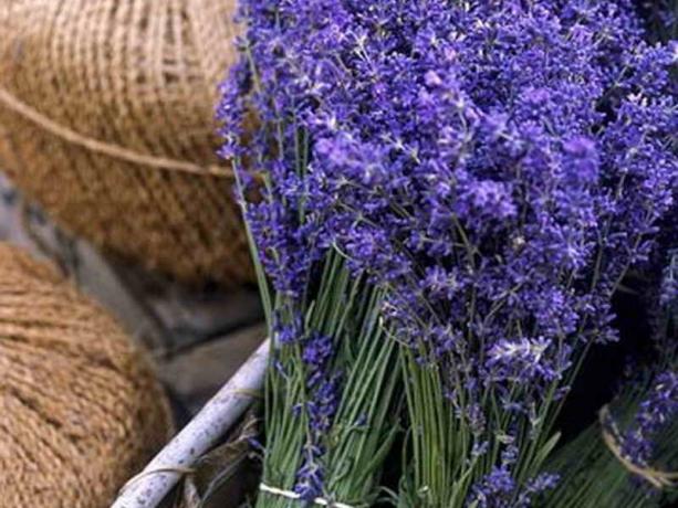 Lavender intermediate