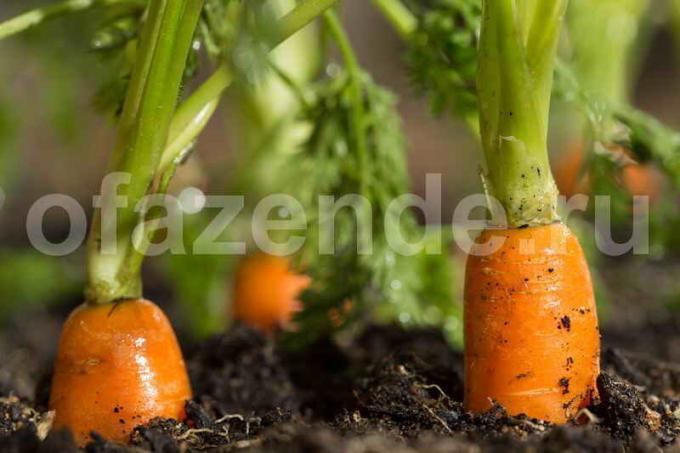 Carrots - great for growing strawberries since. Illustration for an article is used for a standard license © ofazende.ru