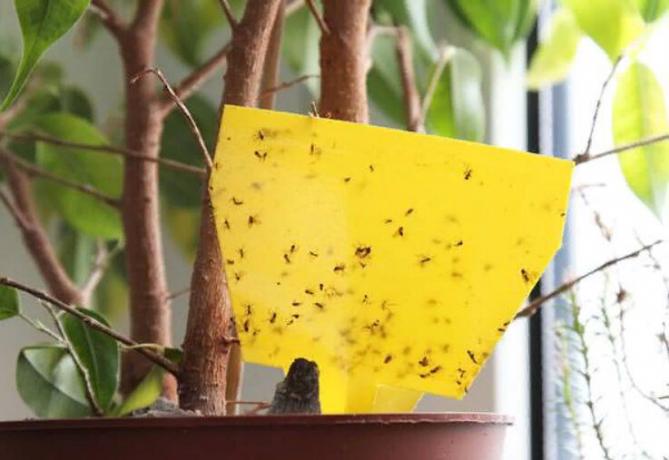 Lice on indoor plants