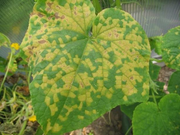 Diseases cucumbers, their prevention and treatment