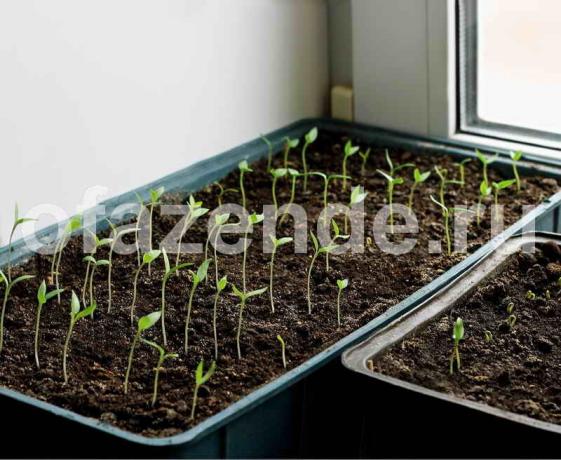 Hardening seedlings. Illustration for an article is used for a standard license © ofazende.ru