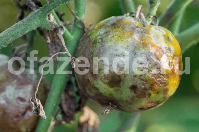  late blight on tomatoes. Illustration for an article is used for a standard license © ofazende.ru
