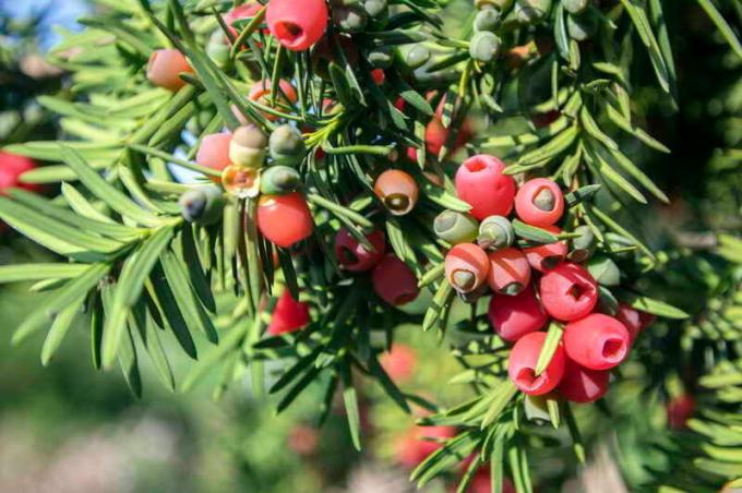 European yew (berry). Illustration for an article is used for a standard license © ofazende.ru