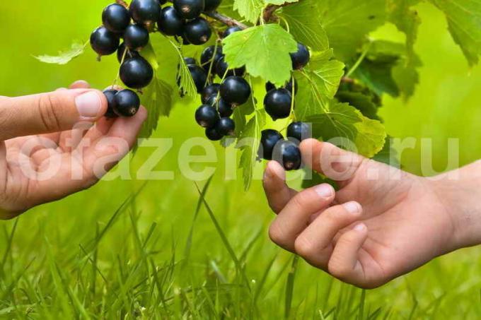 currant cultivation. Illustration for an article is used for a standard license © ofazende.ru
