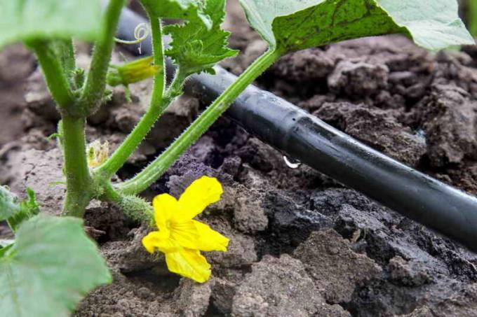 Watering cucumbers. Illustration for an article is used for a standard license © ofazende.ru