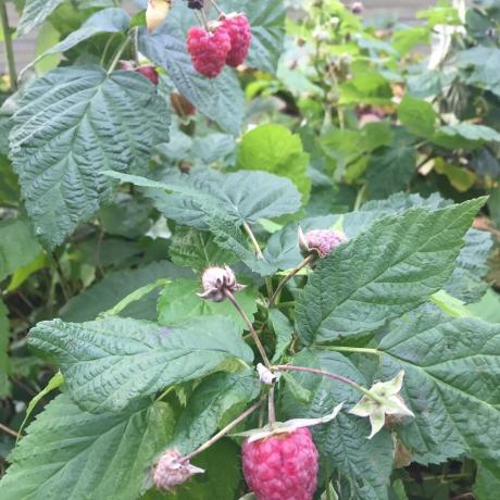 Is it possible to transplant the seedlings raspberry and whether they will bear fruit. My experience