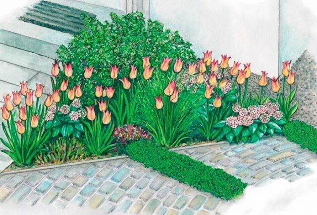 How beautiful tulips planted on a plot of + photos