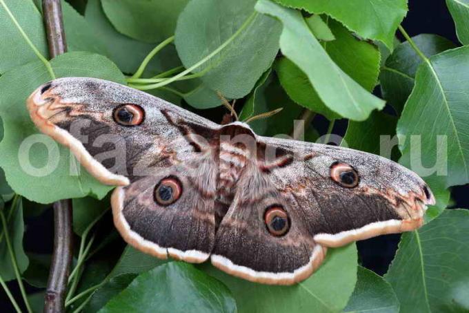 Moth in the garden: the methods of struggle