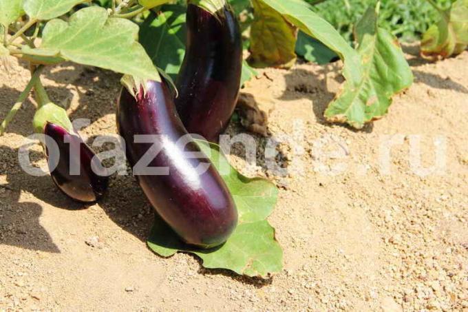Growing eggplant. Illustration for an article is used for a standard license © ofazende.ru