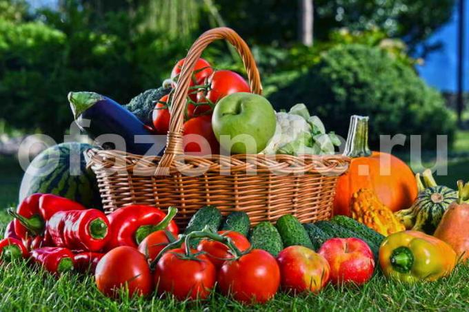 Ripe vegetables. Illustration for an article is used for a standard license © ofazende.ru