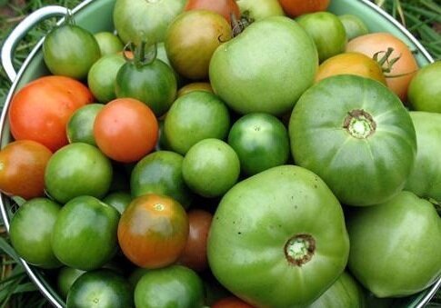 As I Preserving green tomatoes for the winter. A delicious recipe
