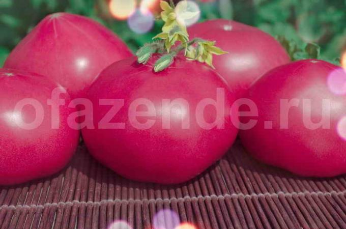 Vintage pink tomatoes. Illustration for an article is used for a standard license © ofazende.ru