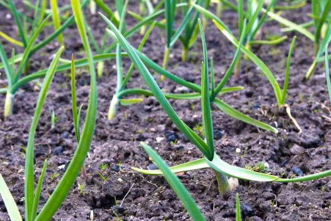 The feed garlic in May not to yellower