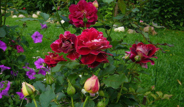 Helpful neighbors for roses: it is best to plant next to flowers