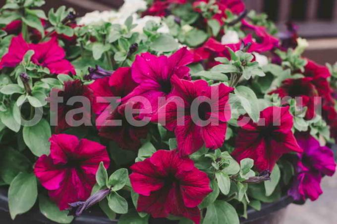 Growing petunias. Illustration for an article is used for a standard license © ofazende.ru